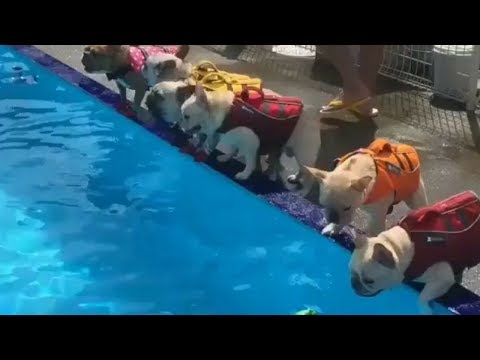 Funniest & Cutest French Bulldog puppies Videos Compilation 2018 | Funny DOG compilation #468