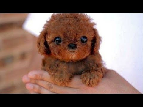Dog Love 🔴 Cute and Funny Dog Videos Compilation (2018) Perros Adorables Video Recopilación