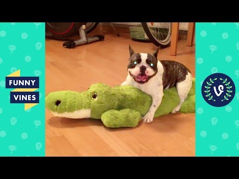 TRY NOT TO LAUGH – FUNNY ANIMALS Compilation | Cute Dogs & Cats | Funny Vines June 2018