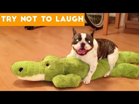 Cute Funny Dogs & Cat Videos Animals Compilation | Funny Pet Videos June 2018