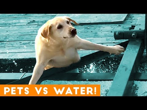 Funniest Pets Playing with Water Compilation of 2018 | Funny Pet Videos