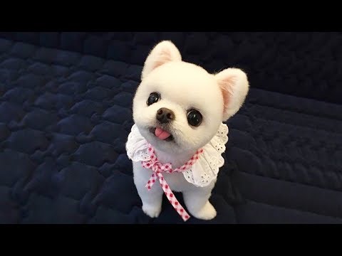♥Cute Dogs and Cats Doing Funny Things 2018♥ #87 – CuteVN