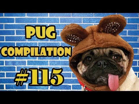 Pug Compilation 115 – Funny Dogs but only Pug Videos | Instapugs
