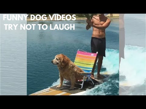Funny & cute dogs and Human | Dog sitting | Funny dog videos try not to laugh #4