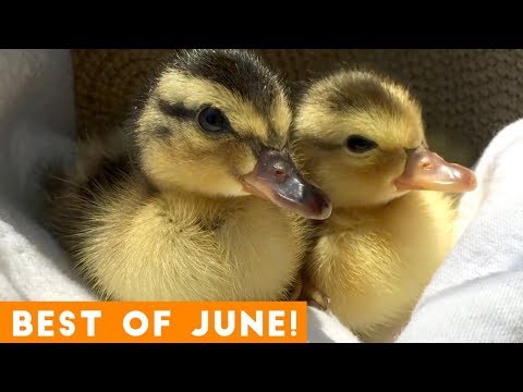 Ultimate Animal Reactions & Bloopers of June  2018 | Funny Pet Videos
