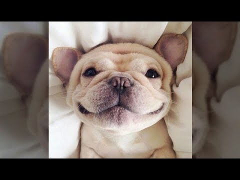 ♥Cute Baby Dogs Doing Funny Things 2018♥ #1