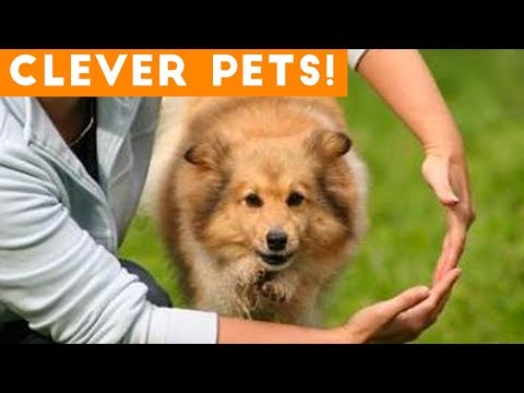 Ultimate Smart Animal Trick Compilation | Funny Pet Videos!
