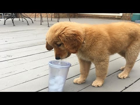 Best Of Cute Golden Retriever Puppies Compilation #75 – Funny Dogs 2018