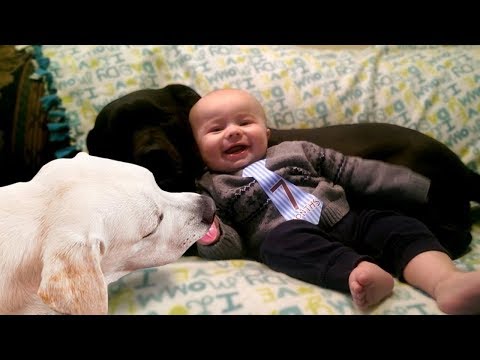 Dogs Licking Baby’s Feet and Hands – Funny Cute Videos