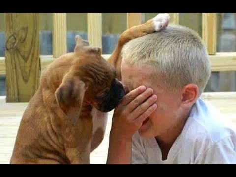 Dogs and cats & owners are the best friends | Funny Cat and Dog compilation