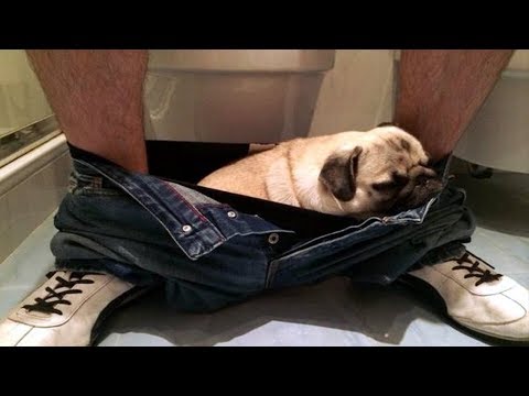 Funniest and Cutest Pug Dog Video Compilation #13