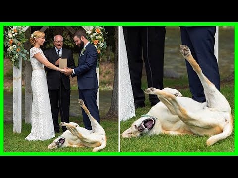Funny Dog Tweets Every Dog Owner Should See ASAP