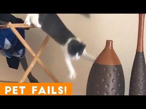 TRY NOT TO LAUGH FUNNIEST PET FAILS AUGUST 2018 | Funny Pet Videos