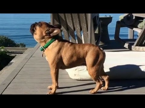 Funny And Cute French Bulldog | French bulldog Puppies | Funny dog videos try not to laugh #10