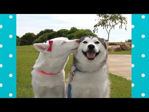 FUNNY DOGS PLAYING WITH BEST FRIEND | Top Dog Compilation