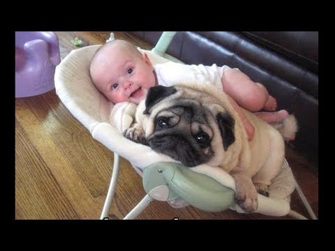 Funniest and Cutest Pug Dog Video Compilation #15