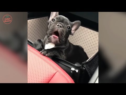 Funny And Cute French Bulldog | French bulldog Puppies | Funny dog videos try not to laugh #21