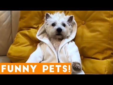 Cutest Pets & Animals of the Week Compilation August 2018 | Funny Pet Videos