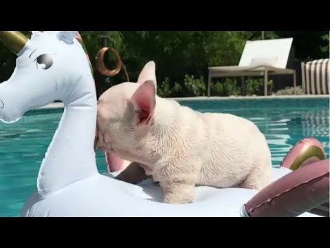Funny And Cute French Bulldog | French bulldog swimming | Funny dog videos try not to laugh #11