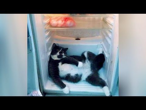 It’s TIME to WIPE SOME LAUGHING TEARS! – Funniest CAT & DOG videos