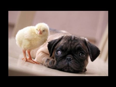 Funniest and Cutest Pug Dog Video Compilation #18