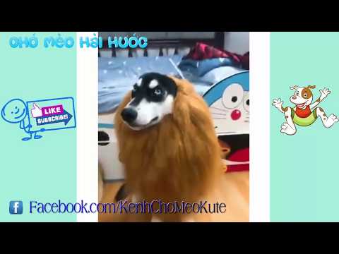 Funny dog music videos – Những chú chó hài hước bá đạo | Try not to laugh challenge