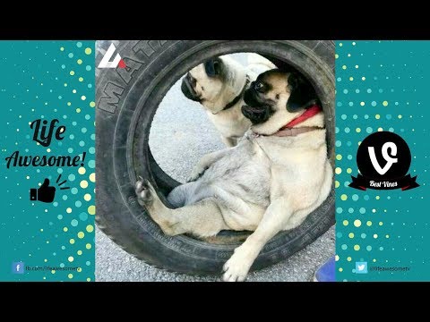 Try Not To Laugh Funny Dogs Compilation | Funny Pet Videos