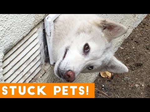 Animals Stuck In Stuff and Other Precarious Pets Compilation 2018 | Funny Pet Videos
