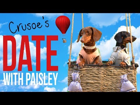 Ep 4: Crusoe the Dachshund’s Date with Paisley! Cute/Funny Dog Date!