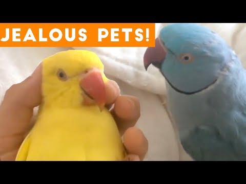 Funniest Jealous Pets Ever Compilation 2018 | Funny Pet Videos