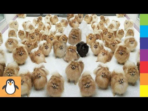 4 Pomeranian Lovers 🔥 Funny and Cute Pomeranian Dogs Videos Compilation