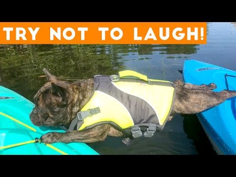 Try Not To Laugh Funniest Animal Compilation September 2018 | Funny Pet Videos