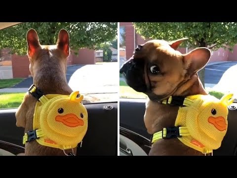 Funny And Cute French Bulldog | French bulldog Puppies | Funny dog videos try not to laugh #29