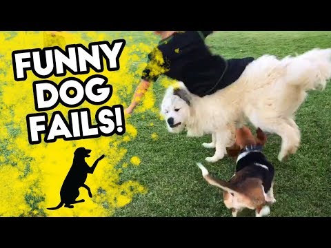 FUNNY DOG FAILS | Funniest Dog Videos on Youtube! | FB, IG, SNAPCHAT | September 2018