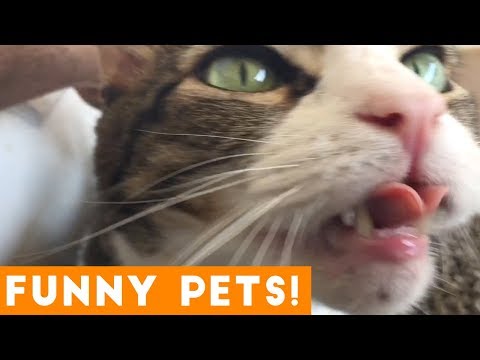 Funniest Pets & Animals of the Week Compilation September 2018 | Funny Pet Videos