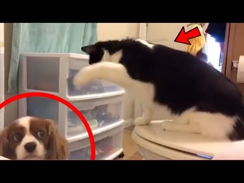CATS vs DOGS Funny COMPILATION !