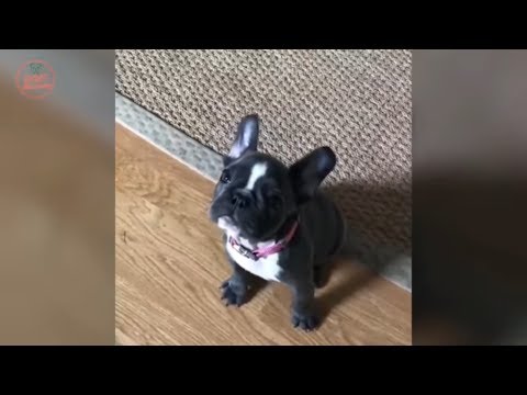Funny And Cute French Bulldog | French bulldog Puppies | Funny dog videos try not to laugh #9