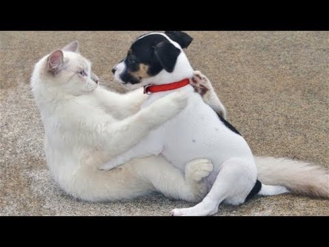 FUNNY Cats and CUTE Puppies Playing Together – Funny Dog and Cat Compilation