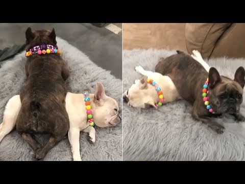 Funny And Cute French Bulldog |Cute Bulldog Puppies | Funny dog videos try not to laugh #31