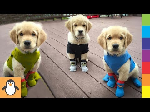 Cutest Retriever Puppies 🔥 Funny and Cute Retriever Dogs Videos Compilation