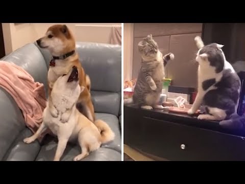 Cute puppies videos | Cute Dogs and Cats compilation 2018 | Funny Tik tok Compilation