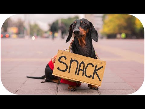 Don’t trust cute dachshund eyes vol.3! Funny dog video!