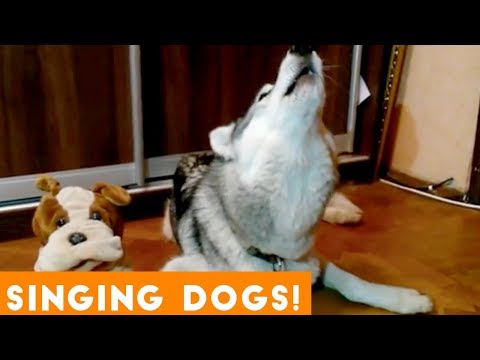 Funniest Singing Dogs Compilation 2018 | Funny Pet Videos