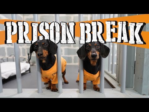 Ep 8: WIENER DOG PRISON BREAK – Funny Dogs Escaping Jail!