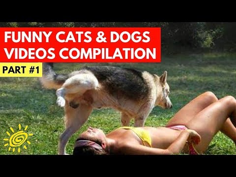 Funny Cat And Dog Videos