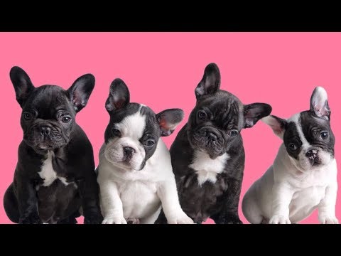 Funny And Cute French Bulldog | French bulldog Puppies | Funny dog videos try not to laugh #30