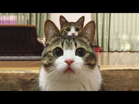 Cute is Not Enough – Funny Cats and Dogs Compilation #188