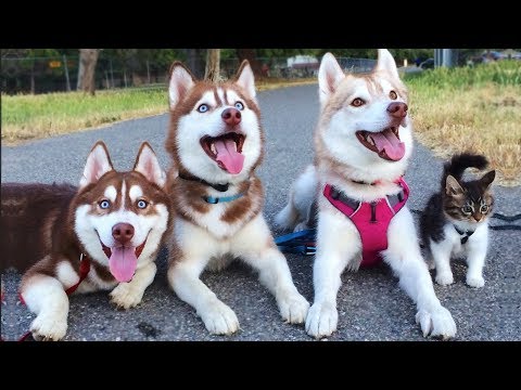 Cute is Not Enough – Funny Cats and Dogs Compilation #201