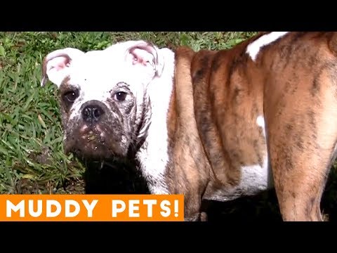 Funniest Pets Playing in Mud Compilation | Funny Pet Videos