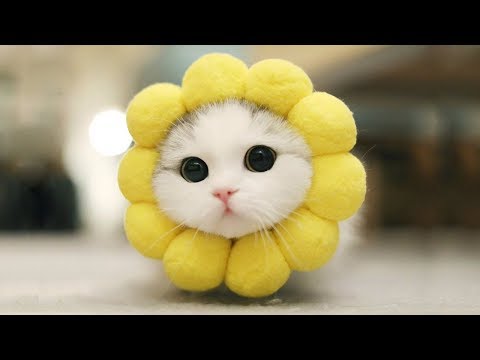 Cute Cat and Dog Healing & Funny Video 2018 #4